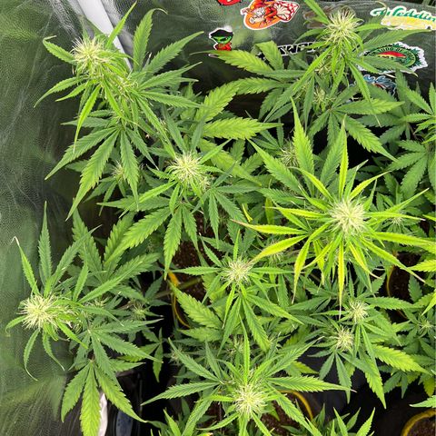 Gorilla Cookies Auto growlog timeline photo