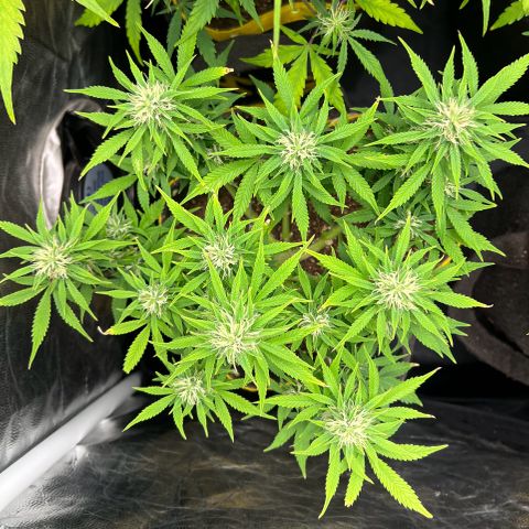 Gelato Auto growlog timeline photo