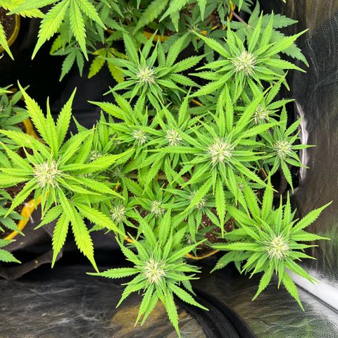 Gelato Auto #2 growlog timeline photo