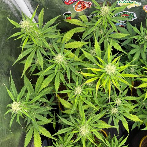 Gorilla Cookies Auto growlog timeline photo