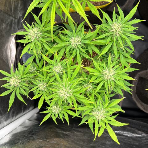 Gelato Auto growlog timeline photo