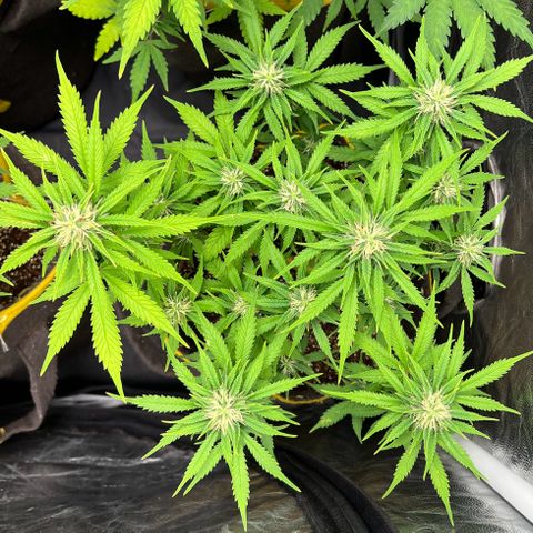 Gelato Auto #2 growlog timeline photo