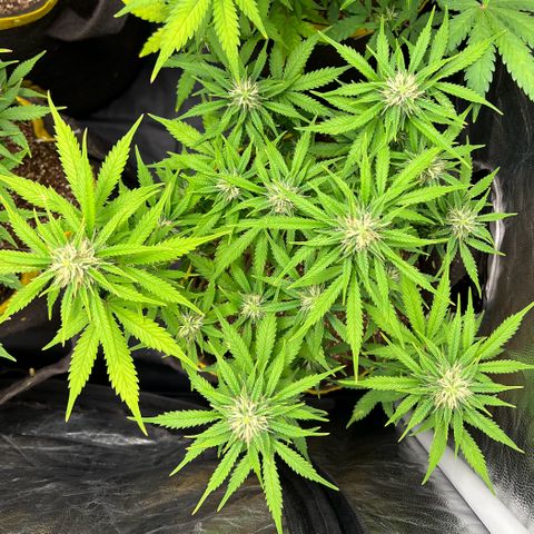 Gelato Auto #2 growlog timeline photo