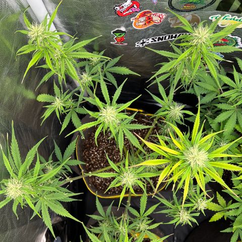 Gorilla Cookies Auto growlog timeline photo