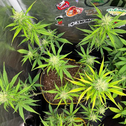 Gorilla Cookies Auto growlog timeline photo