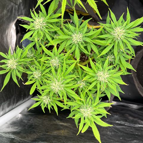 Gelato Auto growlog timeline photo