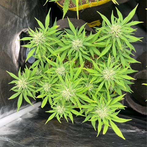 Gelato Auto growlog timeline photo