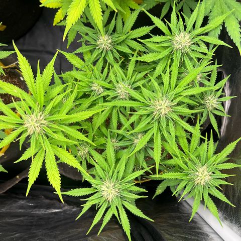 Gelato Auto #2 growlog timeline photo