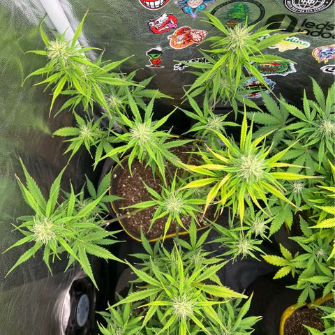 Gorilla Cookies Auto growlog timeline photo