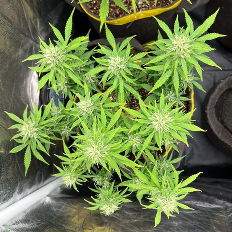 Gelato Auto growlog timeline photo