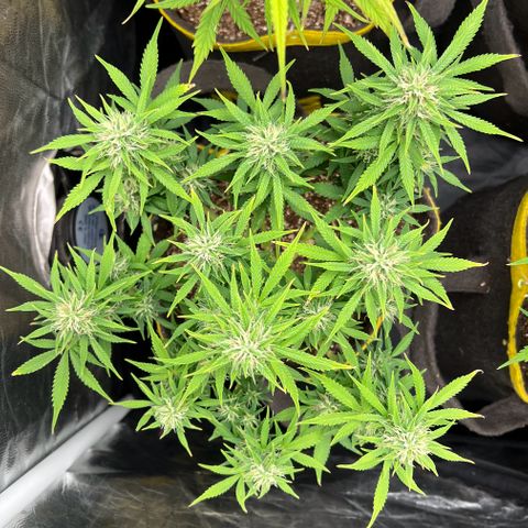 Gelato Auto growlog timeline photo