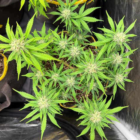 Gelato Auto #2 growlog timeline photo