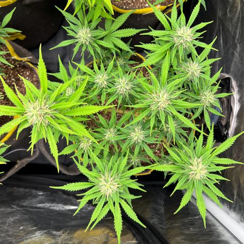 Gelato Auto #2 growlog timeline photo