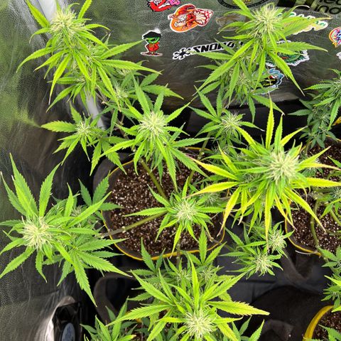 Gorilla Cookies Auto growlog timeline photo