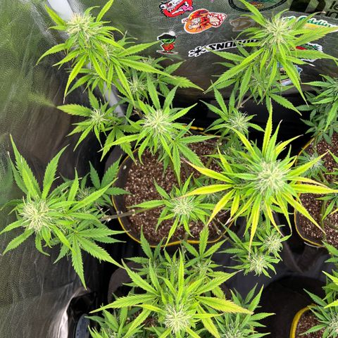 Gorilla Cookies Auto growlog timeline photo