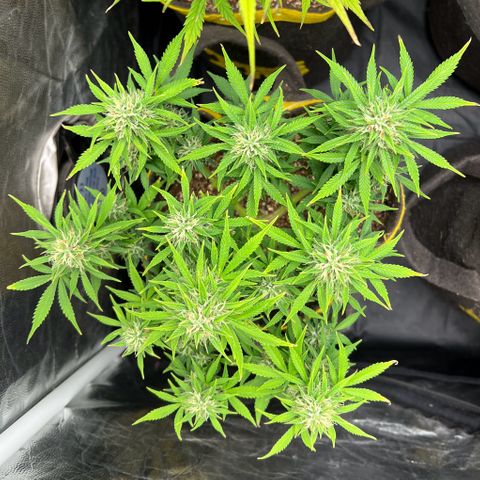 Gelato Auto growlog timeline photo