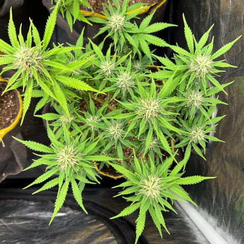 Gelato Auto #2 growlog timeline photo