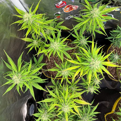 Gorilla Cookies Auto growlog timeline photo