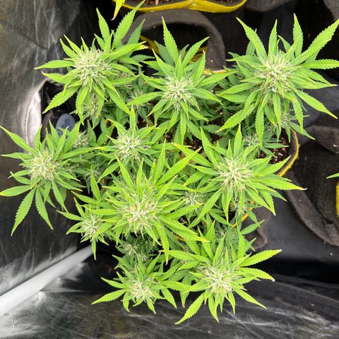Gelato Auto growlog timeline photo