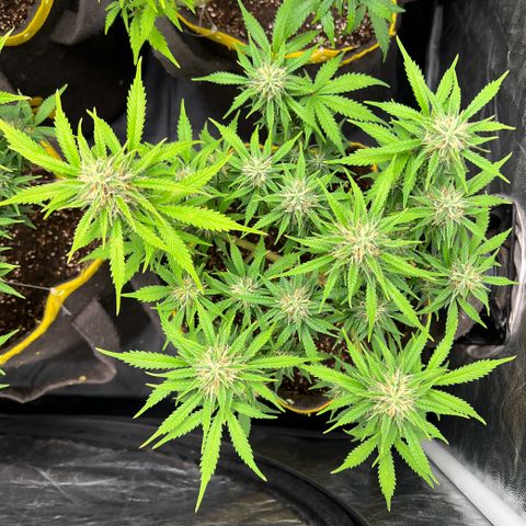 Gelato Auto #2 growlog timeline photo