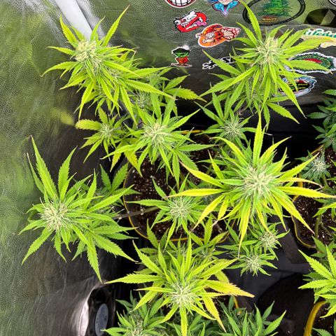 Gorilla Cookies Auto growlog timeline photo