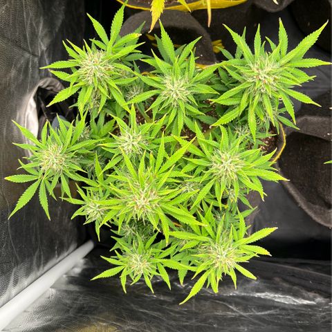 Gelato Auto growlog timeline photo