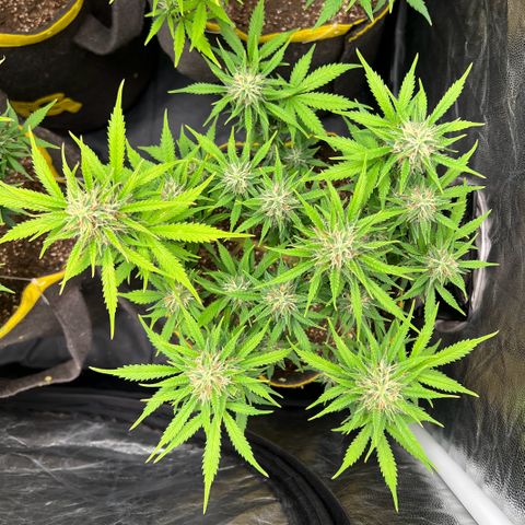 Gelato Auto #2 growlog timeline photo
