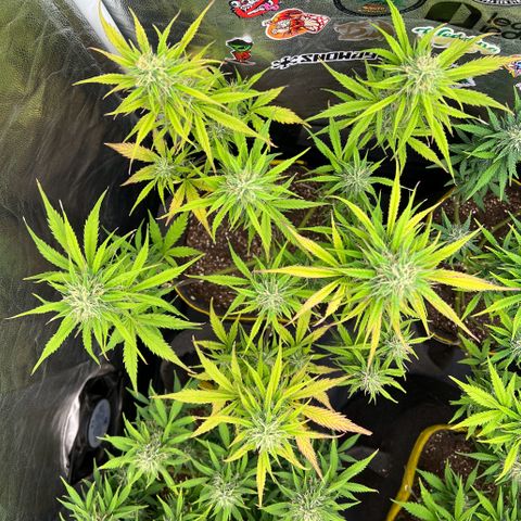 Gorilla Cookies Auto growlog timeline photo
