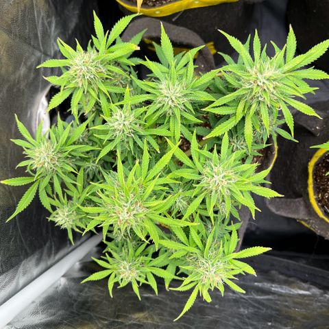 Gelato Auto growlog timeline photo