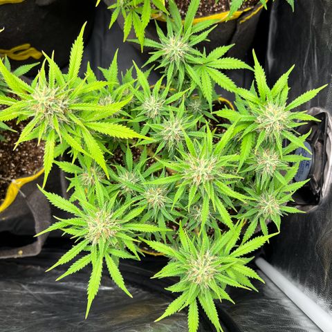 Gelato Auto #2 growlog timeline photo