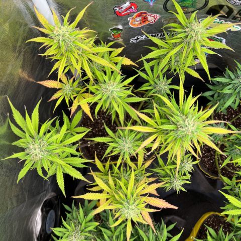 Gorilla Cookies Auto growlog timeline photo