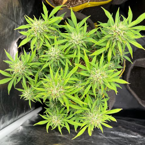 Gelato Auto growlog timeline photo