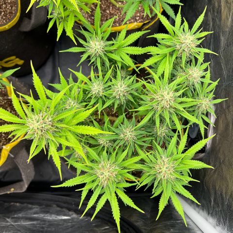 Gelato Auto #2 growlog timeline photo
