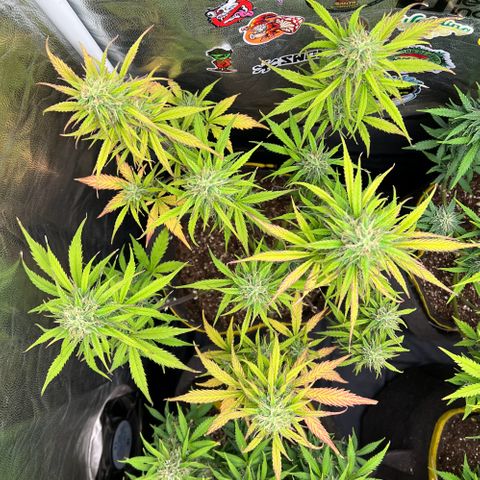 Gorilla Cookies Auto growlog timeline photo