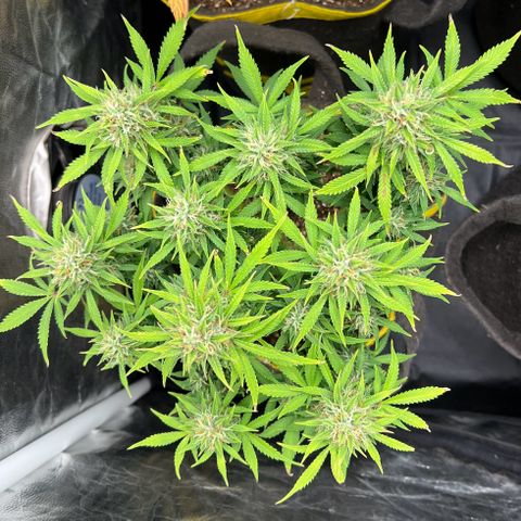 Gelato Auto growlog timeline photo