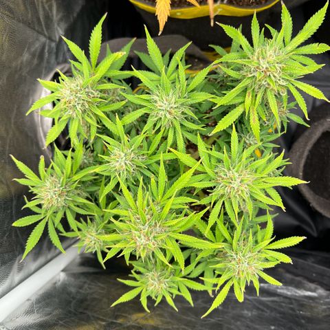 Gelato Auto growlog timeline photo