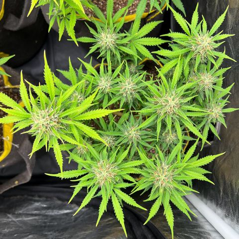 Gelato Auto #2 growlog timeline photo