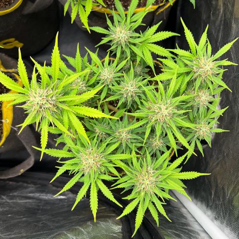 Gelato Auto #2 growlog timeline photo