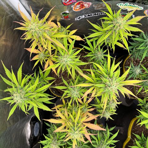 Gorilla Cookies Auto growlog timeline photo