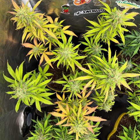 Gorilla Cookies Auto growlog timeline photo