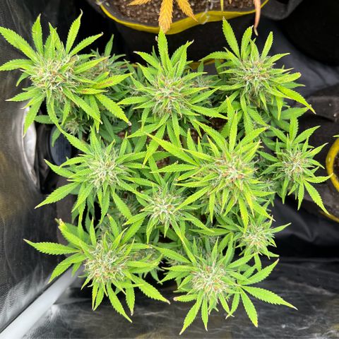Gelato Auto growlog timeline photo