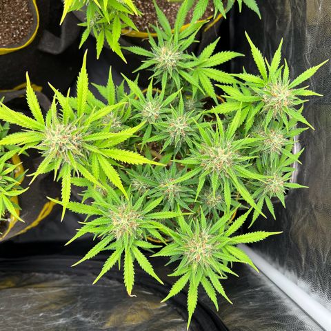 Gelato Auto #2 growlog timeline photo