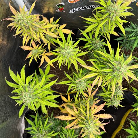 Gorilla Cookies Auto growlog timeline photo