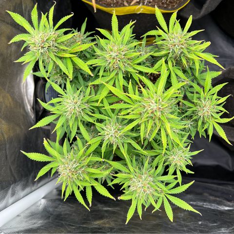 Gelato Auto growlog timeline photo