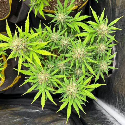 Gelato Auto #2 growlog timeline photo