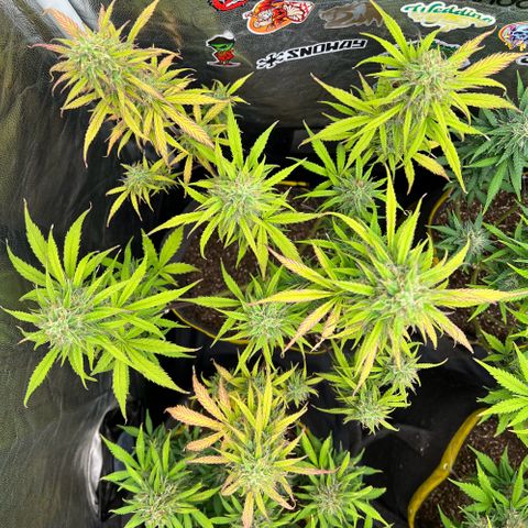 Gorilla Cookies Auto growlog timeline photo