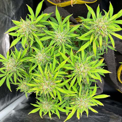 Gelato Auto growlog timeline photo