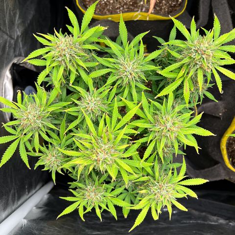 Gelato Auto growlog timeline photo