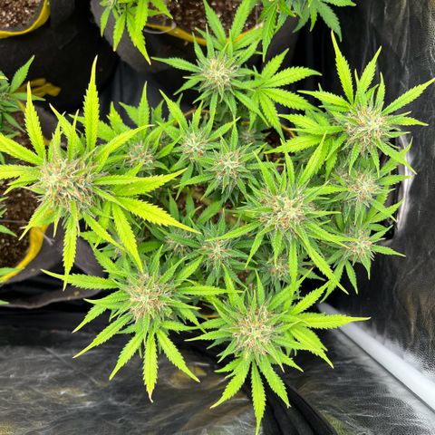 Gelato Auto #2 growlog timeline photo