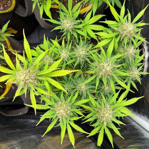 Gelato Auto #2 growlog timeline photo